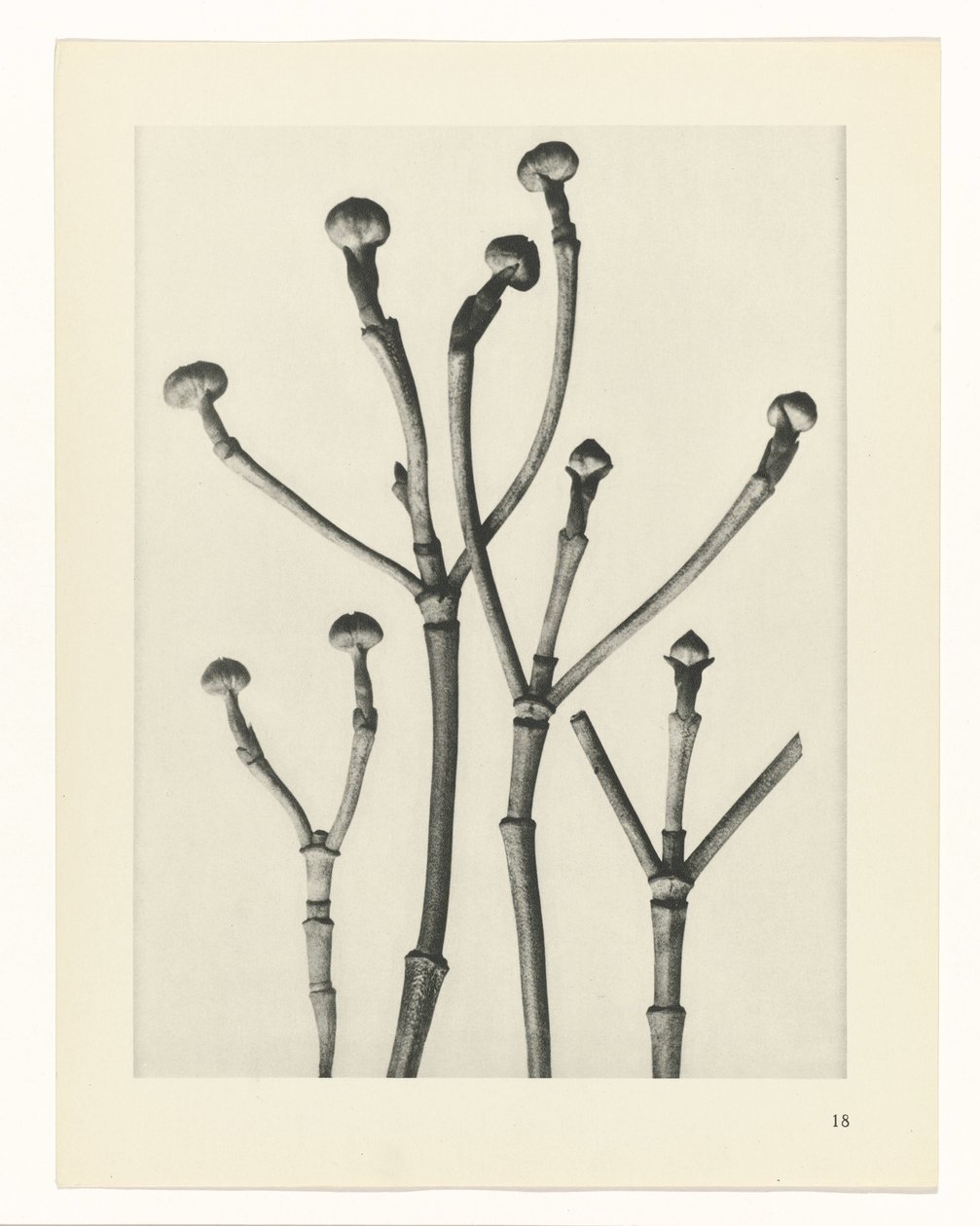 Badania roślin Archetypy sztuki: fotograficzne wizerunki roślin (tytuł serii) autorstwa Karl Blossfeldt