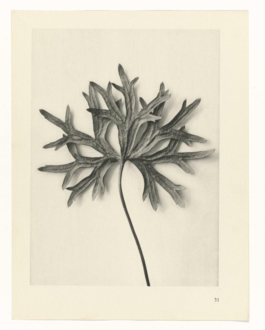 Badania roślin Archetypy sztuki: fotograficzne wizerunki roślin (tytuł serii) autorstwa Karl Blossfeldt