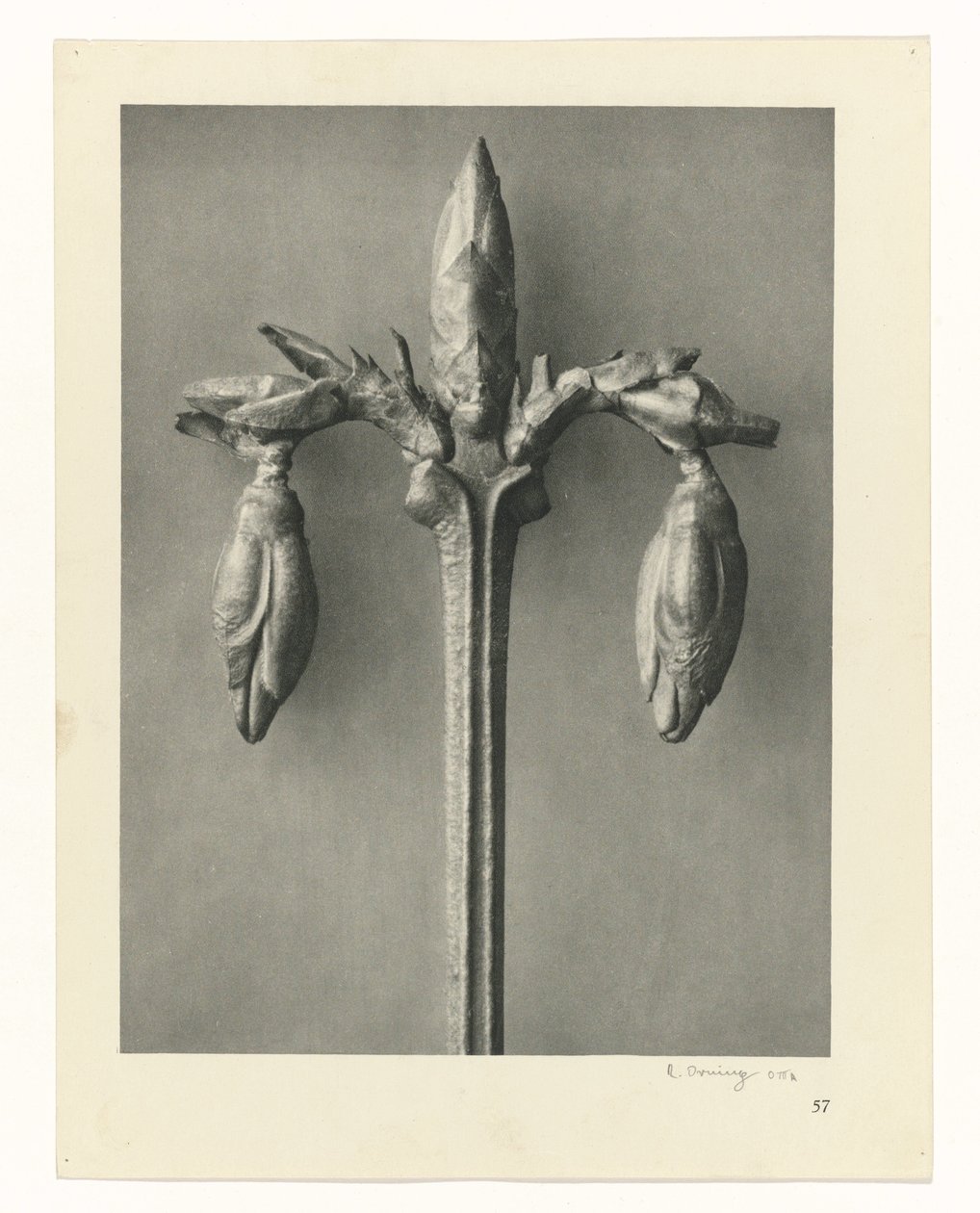 Badania roślin Archetypy sztuki: fotograficzne wizerunki roślin (tytuł serii) autorstwa Karl Blossfeldt