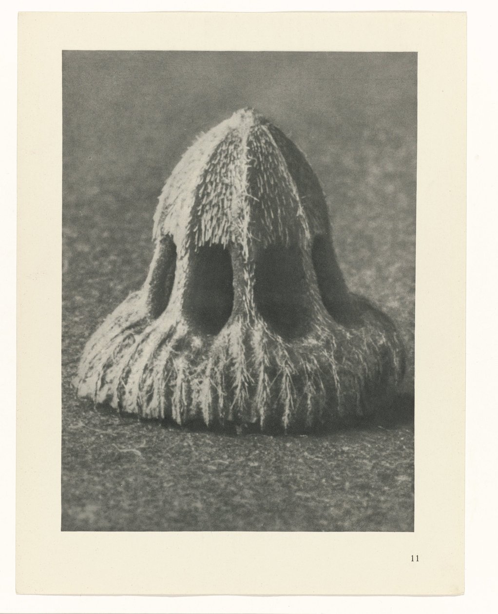 Badania roślin Archetypy sztuki: fotograficzne wizerunki roślin (tytuł serii) autorstwa Karl Blossfeldt