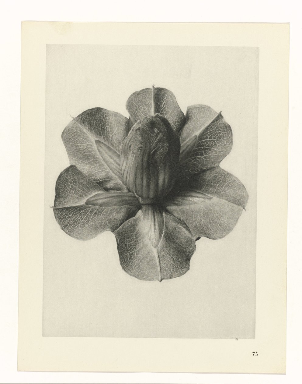 Badania roślin Archetypy sztuki: fotograficzne wizerunki roślin (tytuł serii) autorstwa Karl Blossfeldt