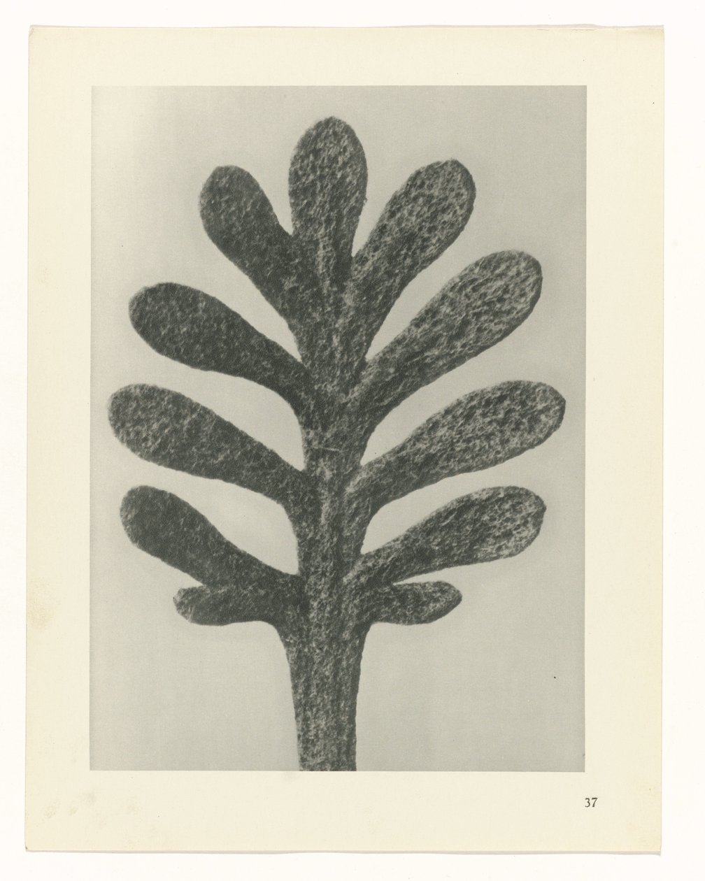 Badania roślin Archetypy sztuki: fotograficzne wizerunki roślin (tytuł serii) autorstwa Karl Blossfeldt