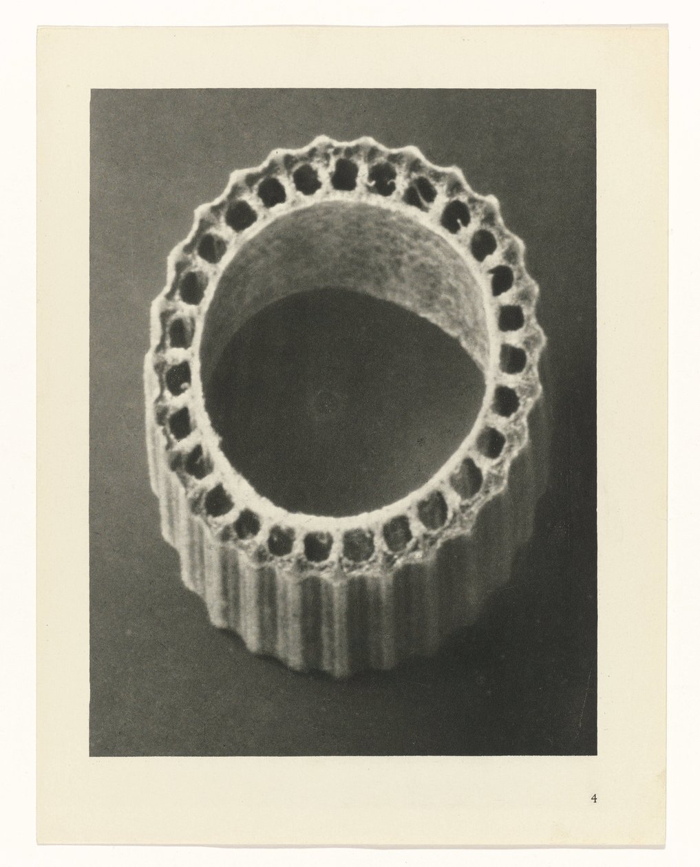Badania roślin Archetypy sztuki: fotograficzne wizerunki roślin (tytuł serii) autorstwa Karl Blossfeldt