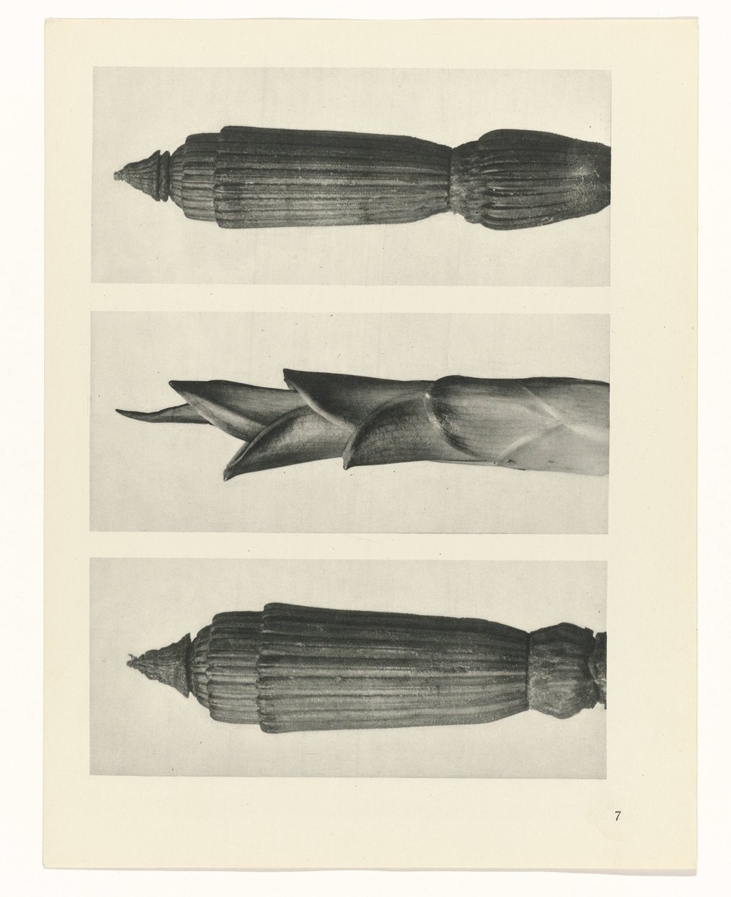 zaplanuj naukę Archetypy sztuki (tytuł serii) autorstwa Karl Blossfeldt