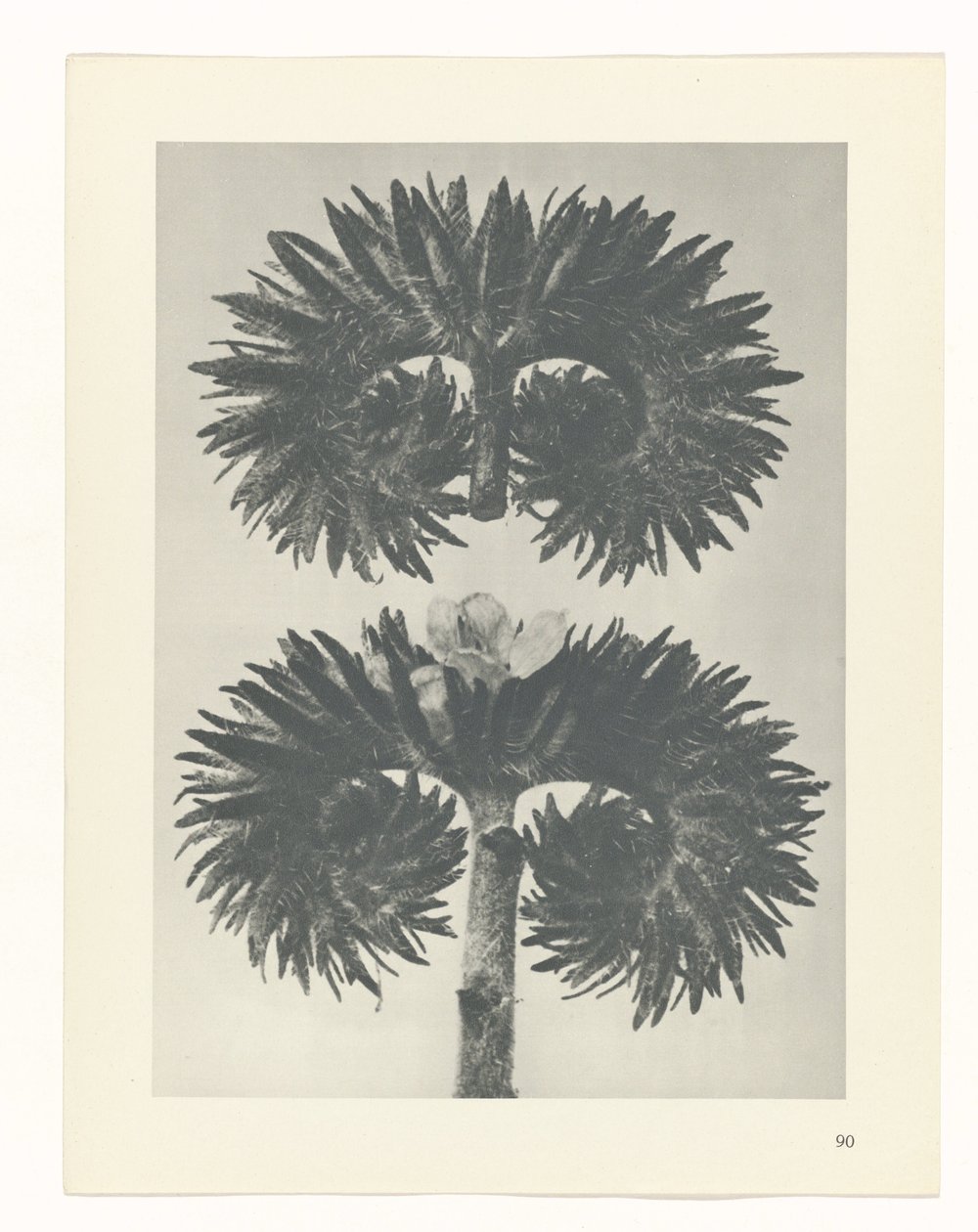 zaplanuj naukę Archetypy sztuki (tytuł serii) autorstwa Karl Blossfeldt
