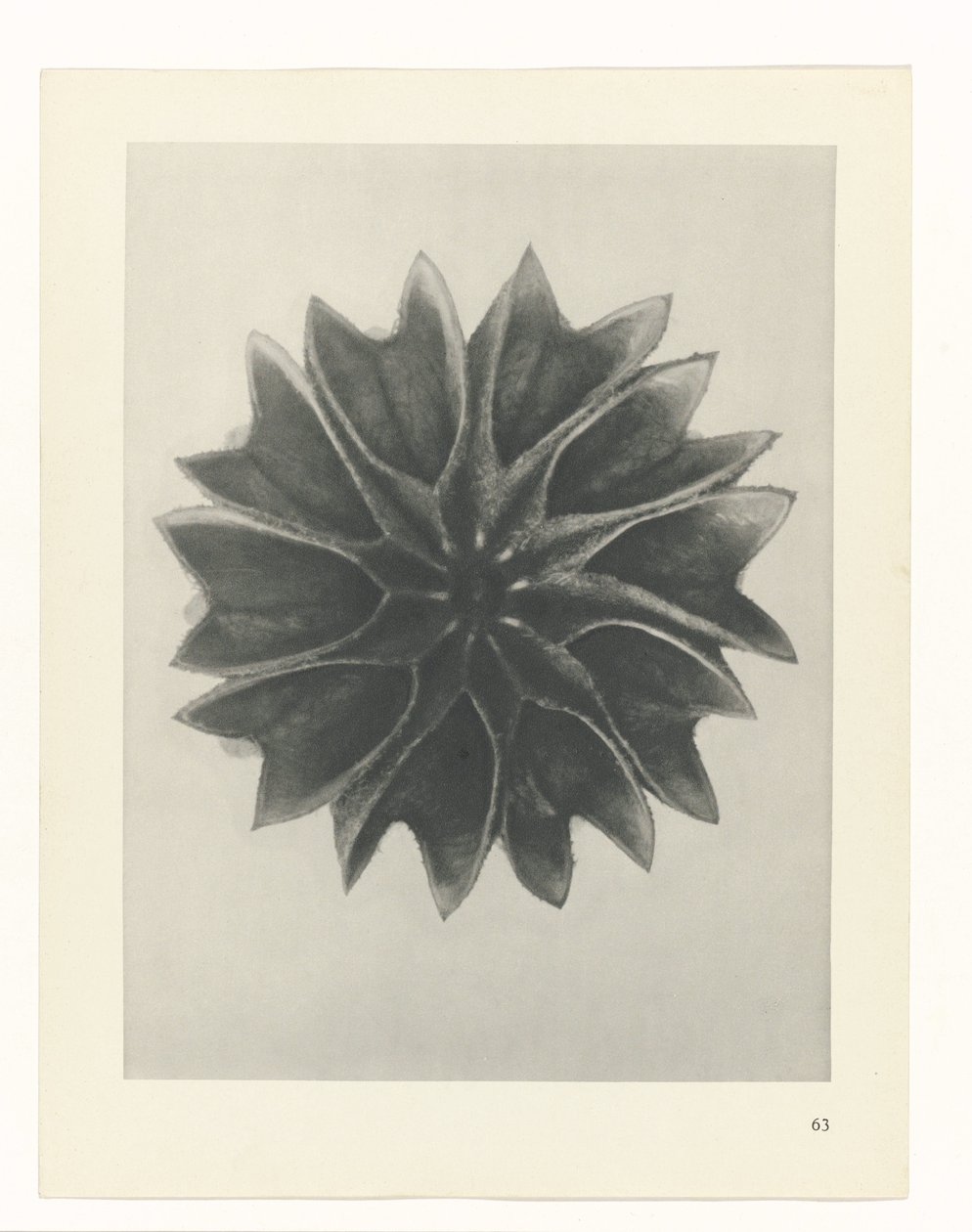 zaplanuj naukę Archetypy sztuki (tytuł serii) autorstwa Karl Blossfeldt