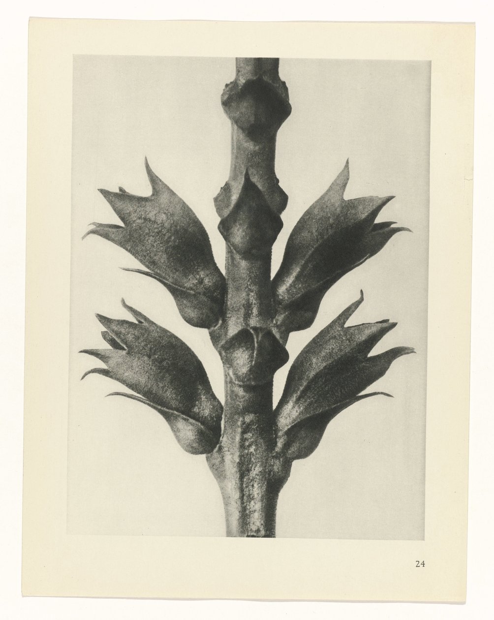 zaplanuj naukę Archetypy sztuki (tytuł serii) autorstwa Karl Blossfeldt