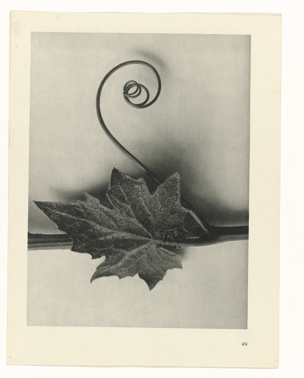 zaplanuj naukę Archetypy sztuki (tytuł serii) autorstwa Karl Blossfeldt