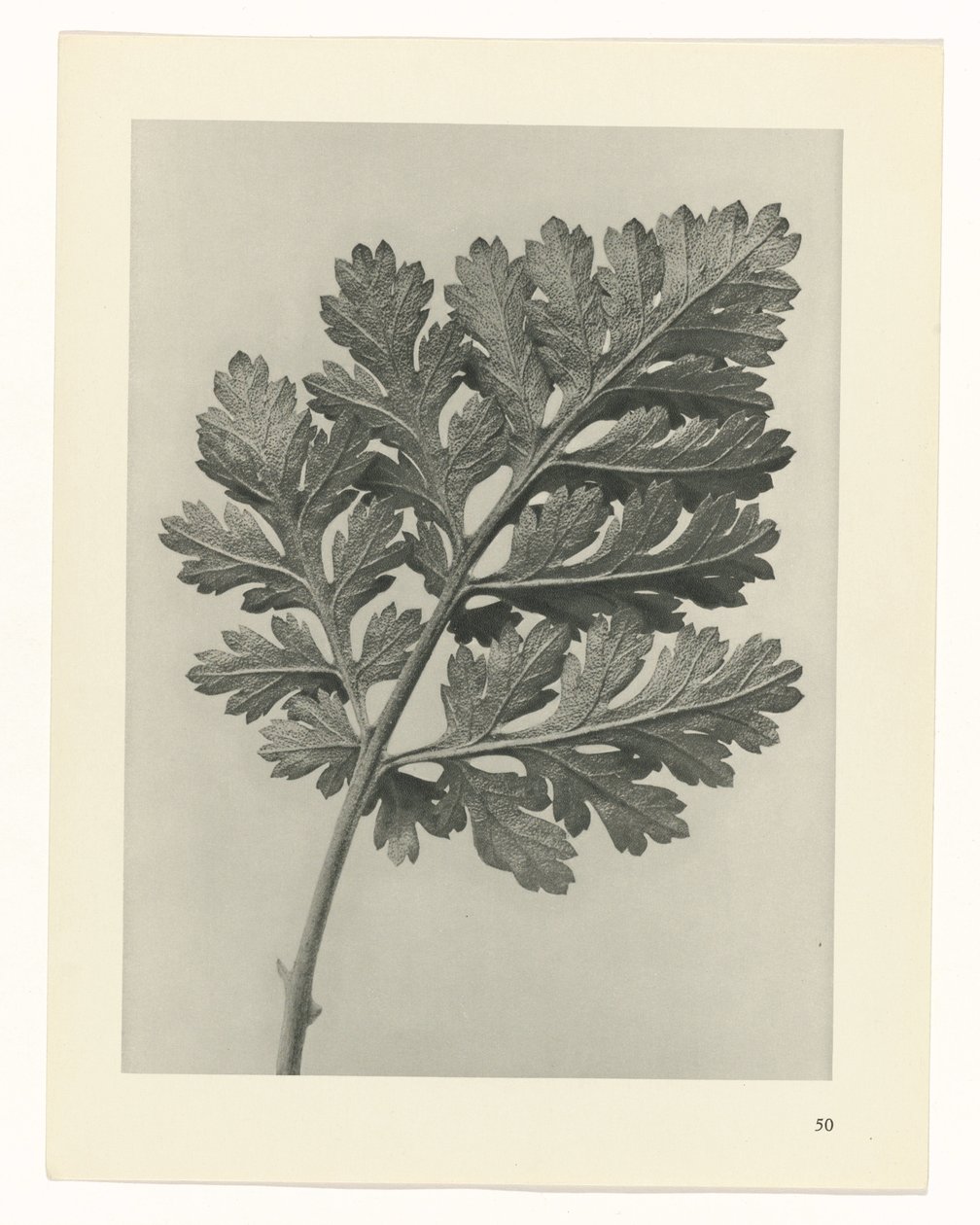 zaplanuj naukę Archetypy sztuki (tytuł serii) autorstwa Karl Blossfeldt