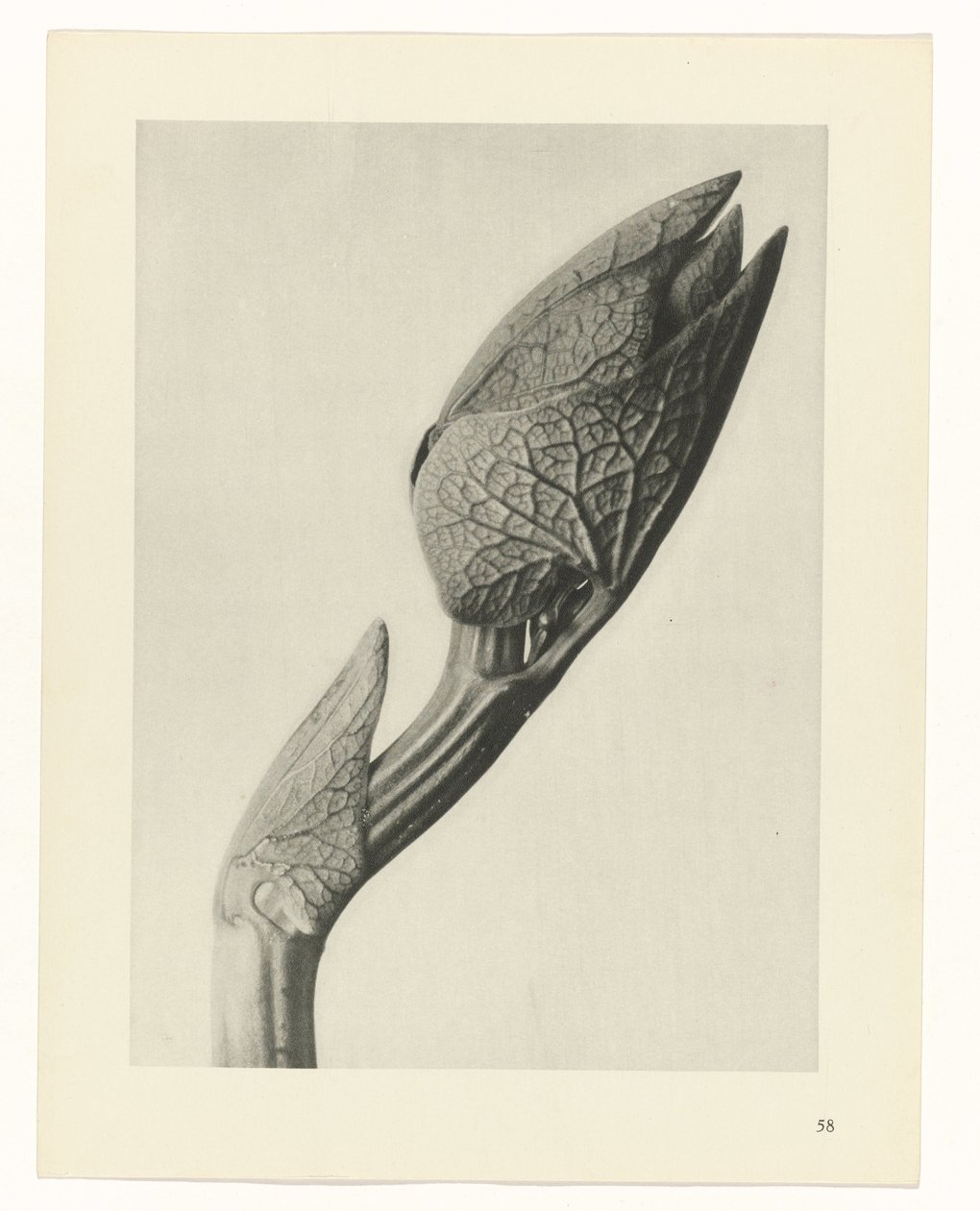 zaplanuj naukę Archetypy sztuki (tytuł serii) autorstwa Karl Blossfeldt