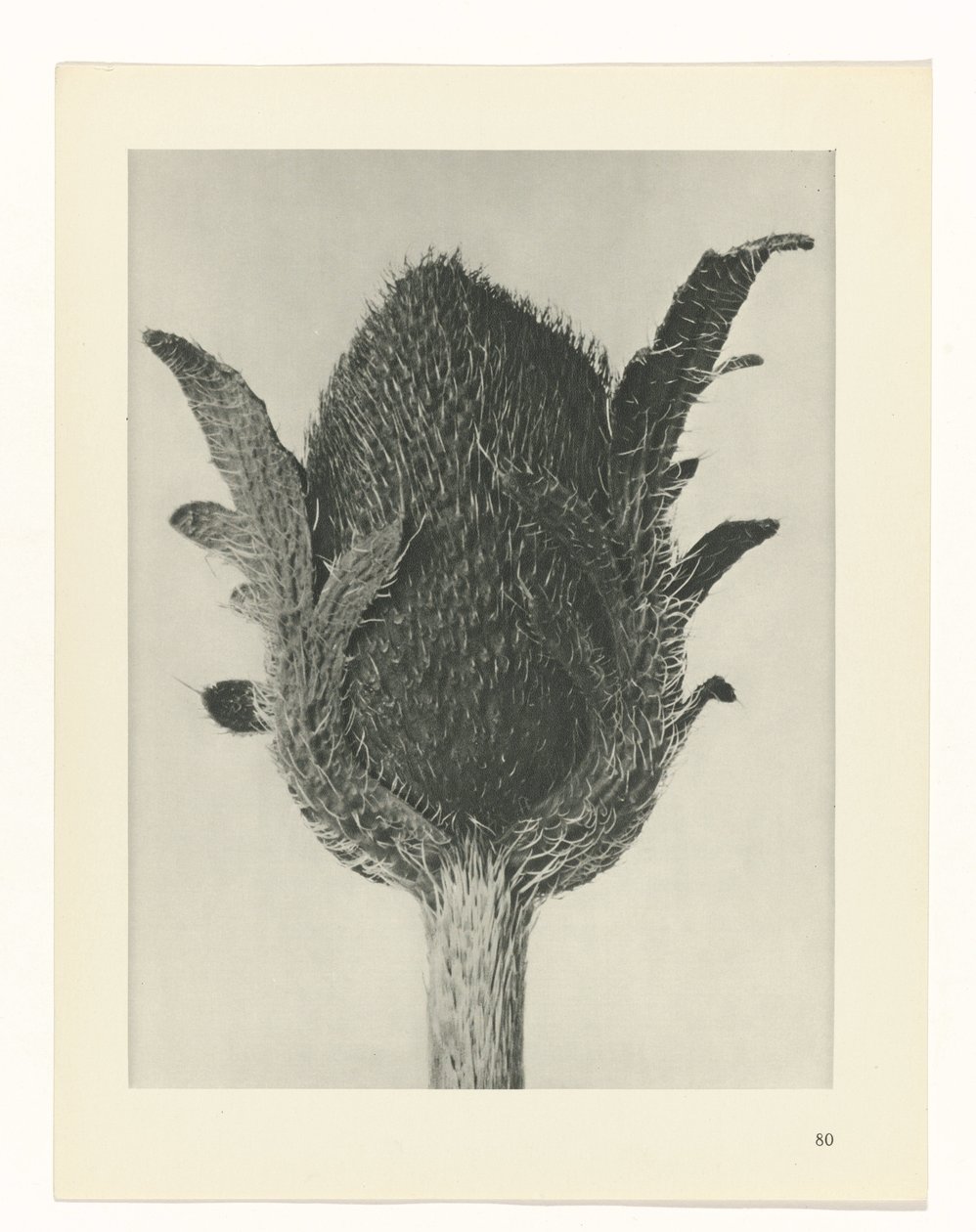 zaplanuj naukę Archetypy sztuki (tytuł serii) autorstwa Karl Blossfeldt