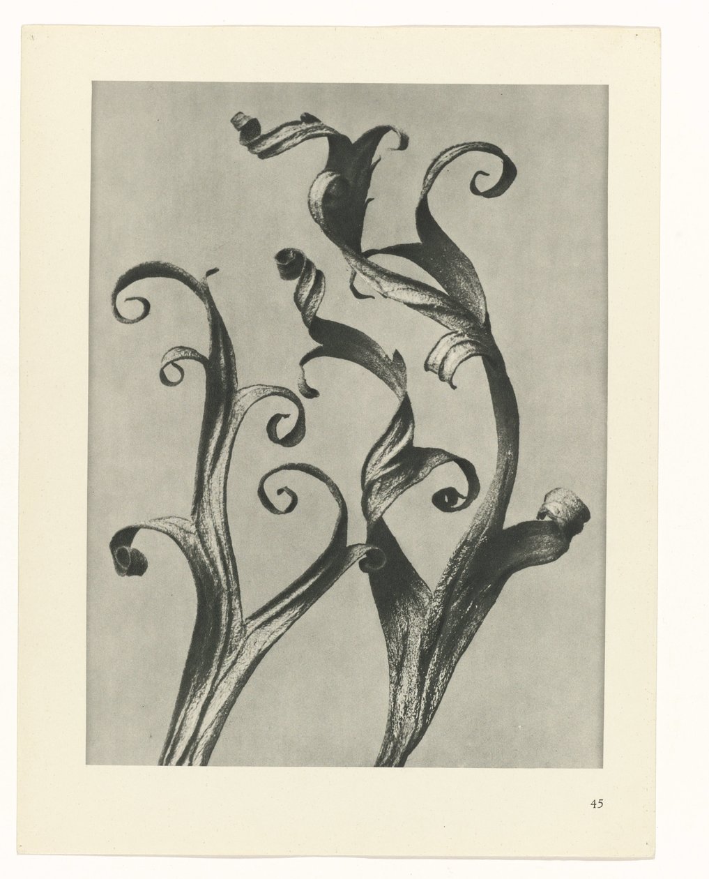 zaplanuj naukę Archetypy sztuki (tytuł serii) autorstwa Karl Blossfeldt