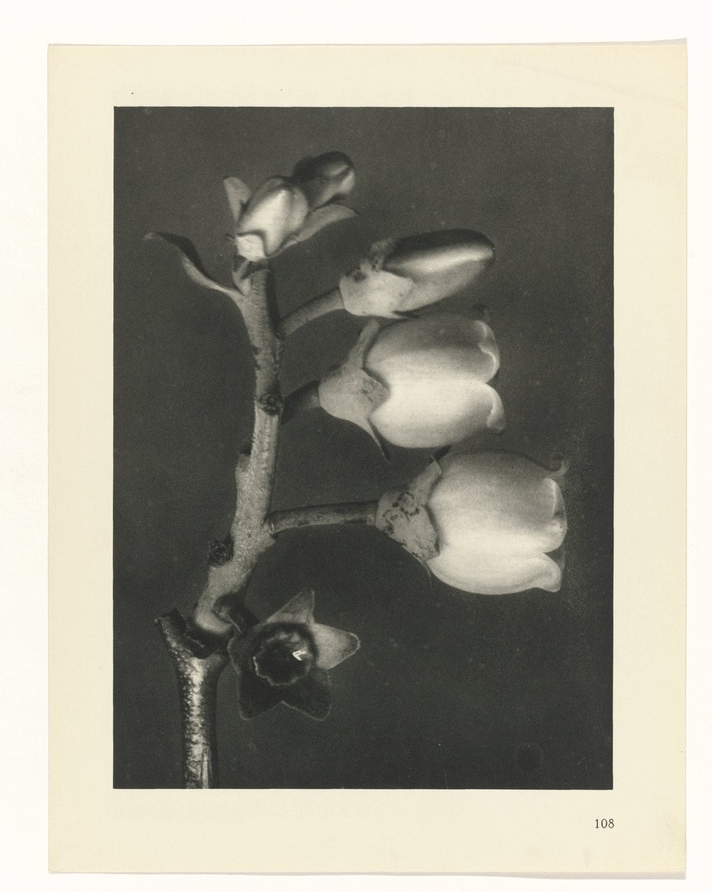 zaplanuj naukę Archetypy sztuki (tytuł serii) autorstwa Karl Blossfeldt