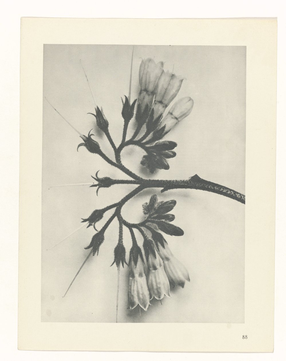 zaplanuj naukę Archetypy sztuki (tytuł serii) autorstwa Karl Blossfeldt