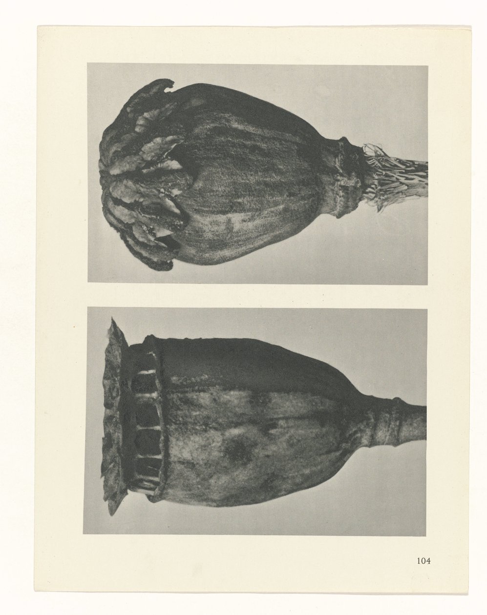 zaplanuj naukę Archetypy sztuki (tytuł serii) autorstwa Karl Blossfeldt