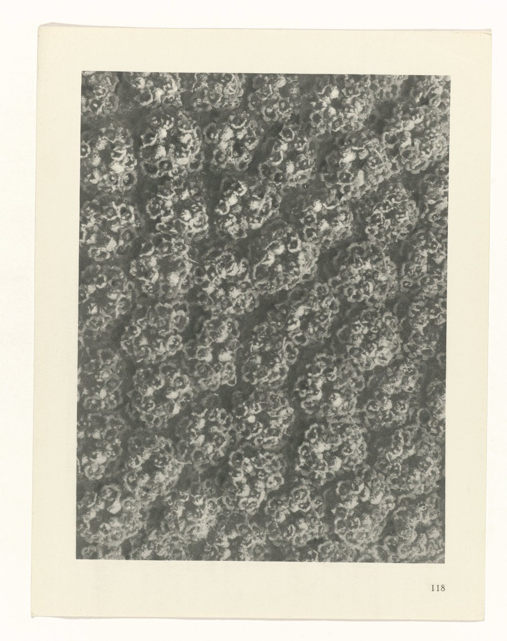 zaplanuj naukę Archetypy sztuki (tytuł serii) autorstwa Karl Blossfeldt
