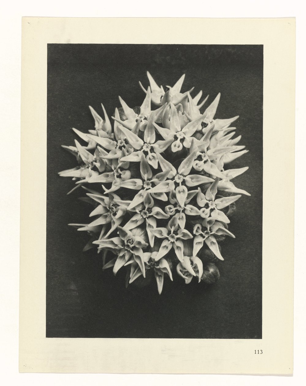 zaplanuj naukę Archetypy sztuki (tytuł serii) autorstwa Karl Blossfeldt