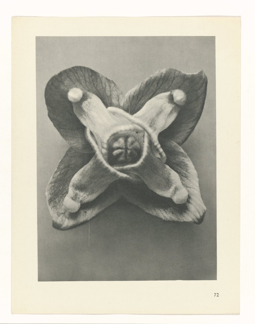 zaplanuj naukę Archetypy sztuki (tytuł serii) autorstwa Karl Blossfeldt