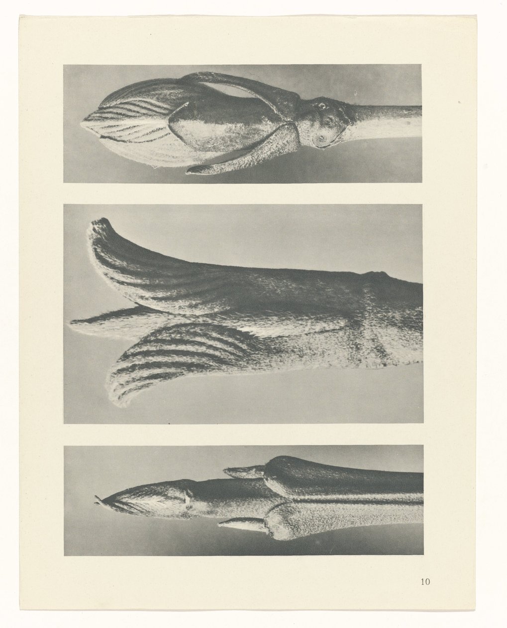zaplanuj naukę Archetypy sztuki (tytuł serii) autorstwa Karl Blossfeldt