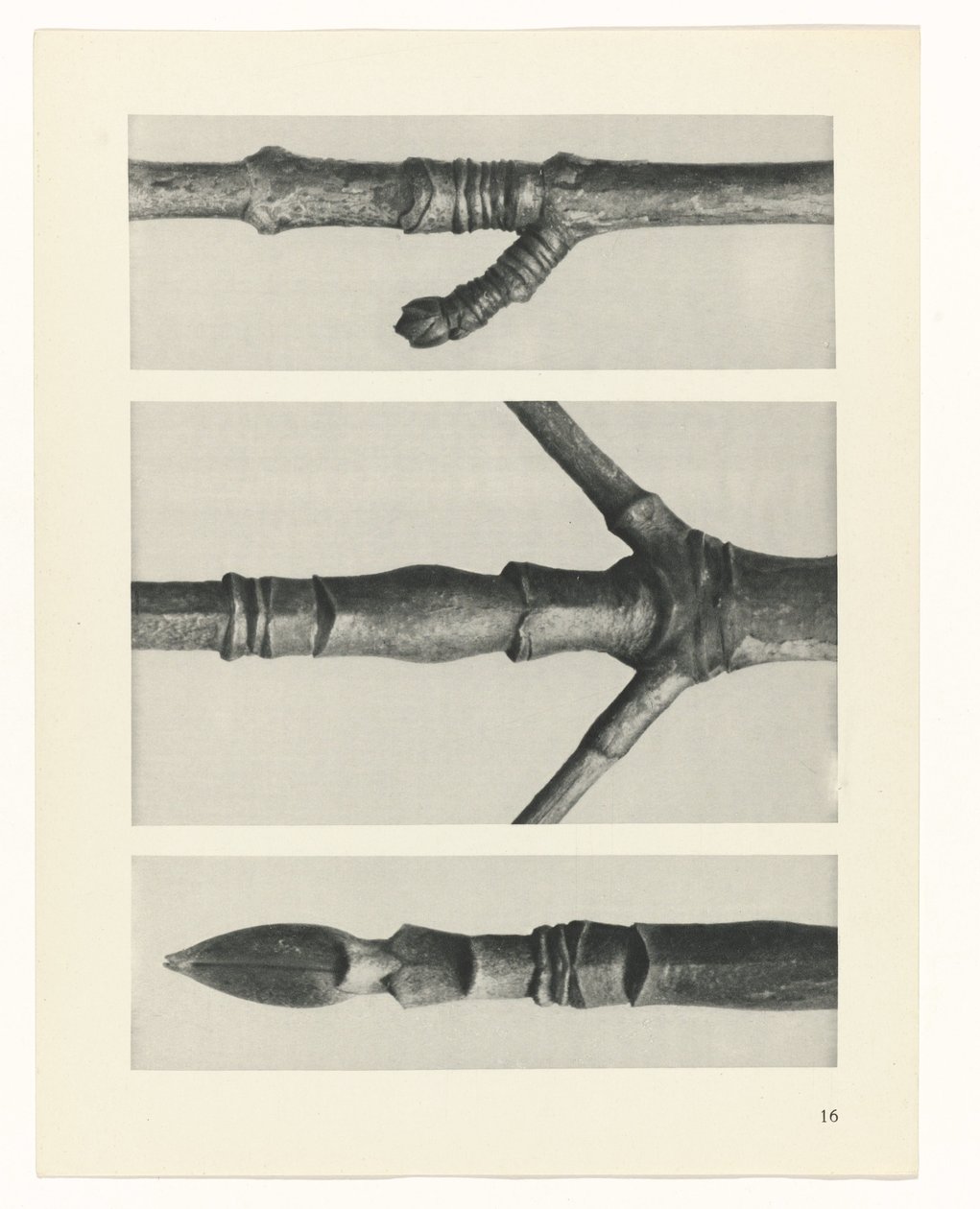 zaplanuj naukę Archetypy sztuki (tytuł serii) autorstwa Karl Blossfeldt