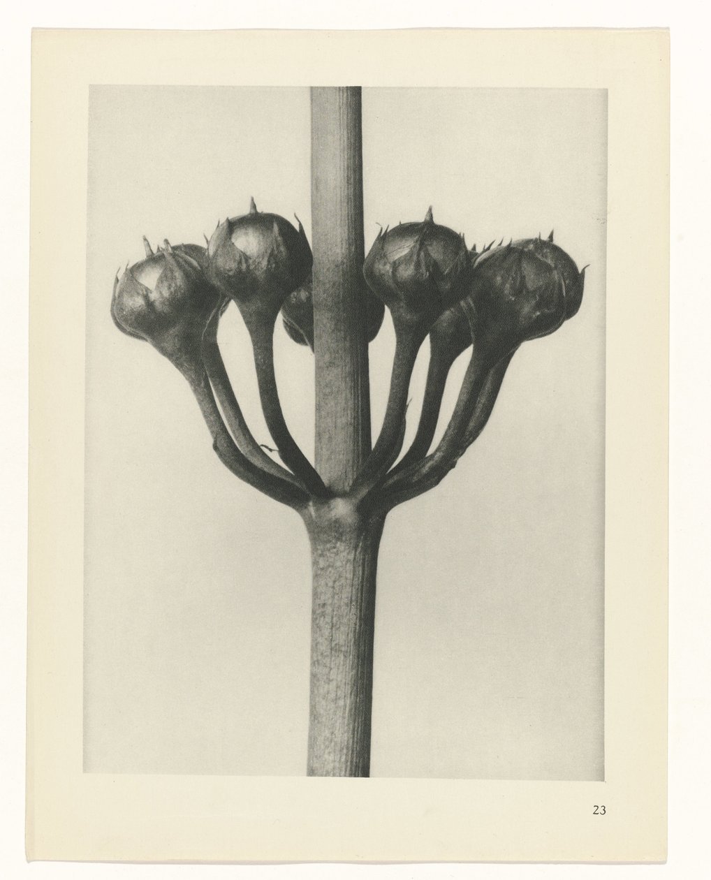 zaplanuj naukę Archetypy sztuki (tytuł serii) autorstwa Karl Blossfeldt