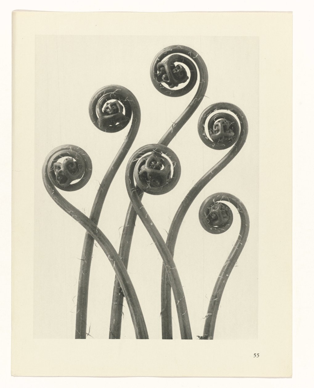 zaplanuj naukę Archetypy sztuki (tytuł serii) autorstwa Karl Blossfeldt