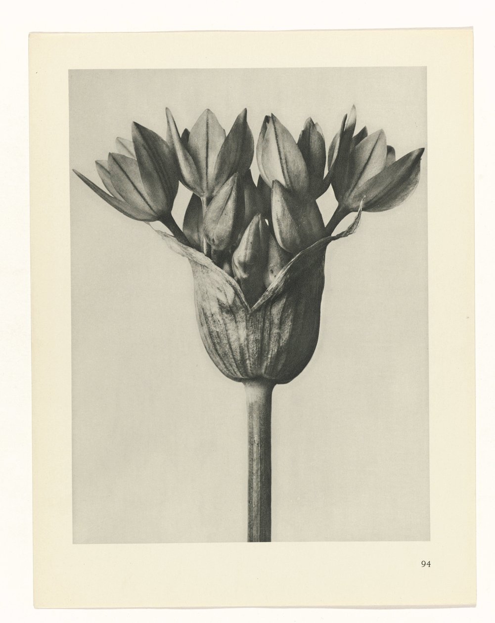 zaplanuj naukę Archetypy sztuki (tytuł serii) autorstwa Karl Blossfeldt