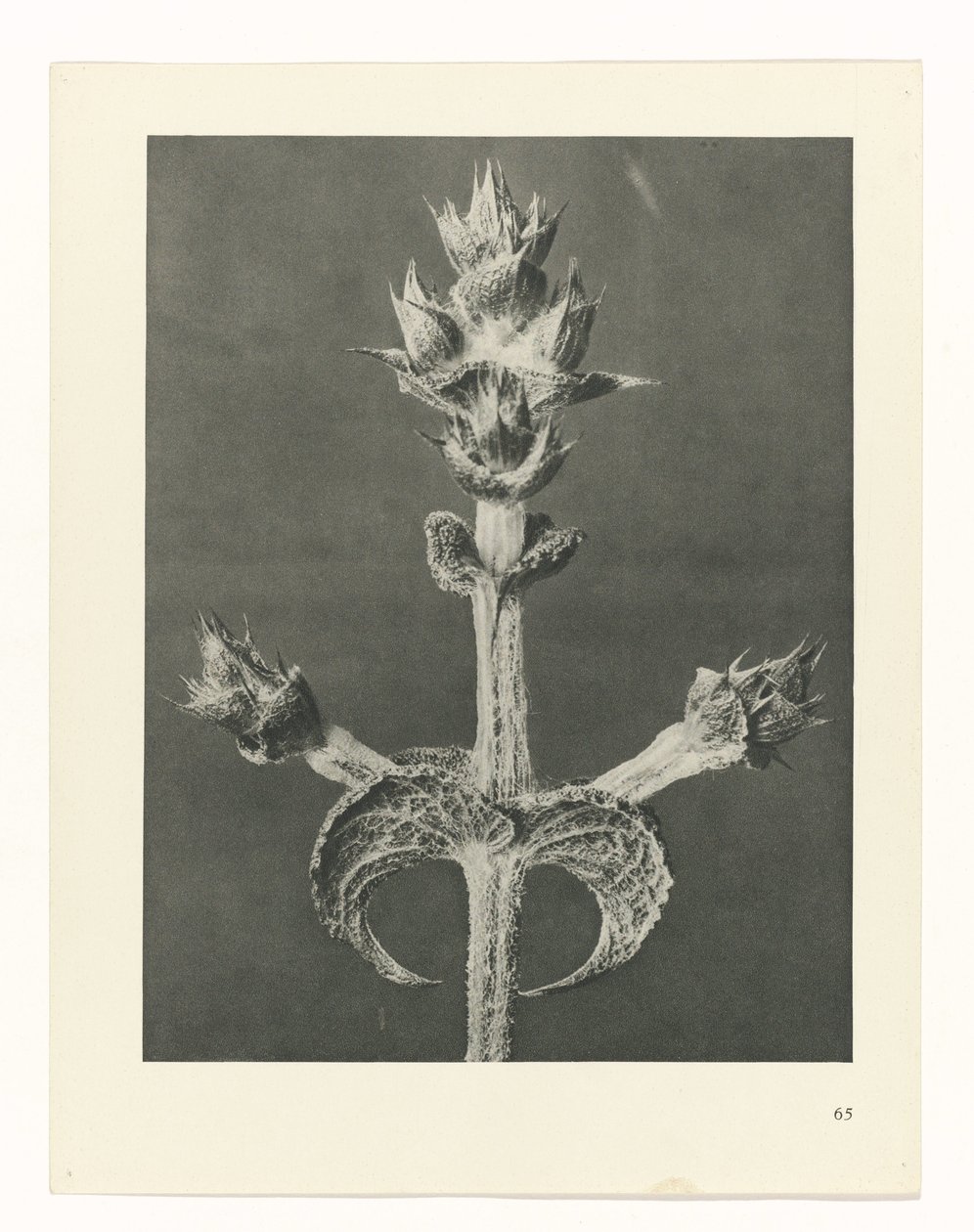 zaplanuj naukę Archetypy sztuki (tytuł serii) autorstwa Karl Blossfeldt