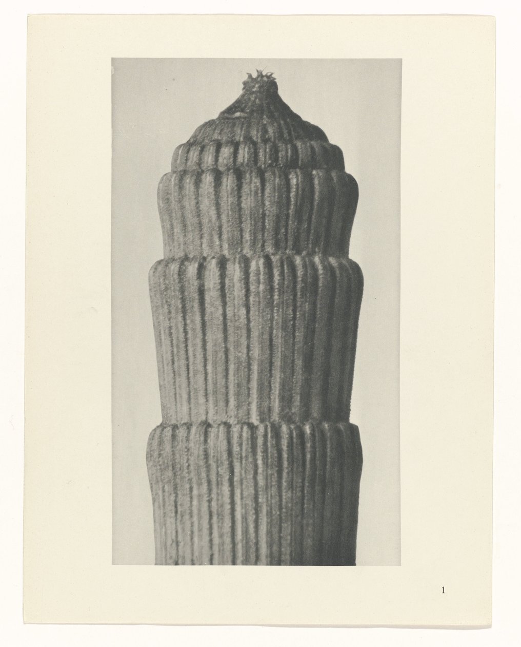 Zaplanuj studium, Equisetum hiemale Archetypy sztuki (tytuł serii) autorstwa Karl Blossfeldt