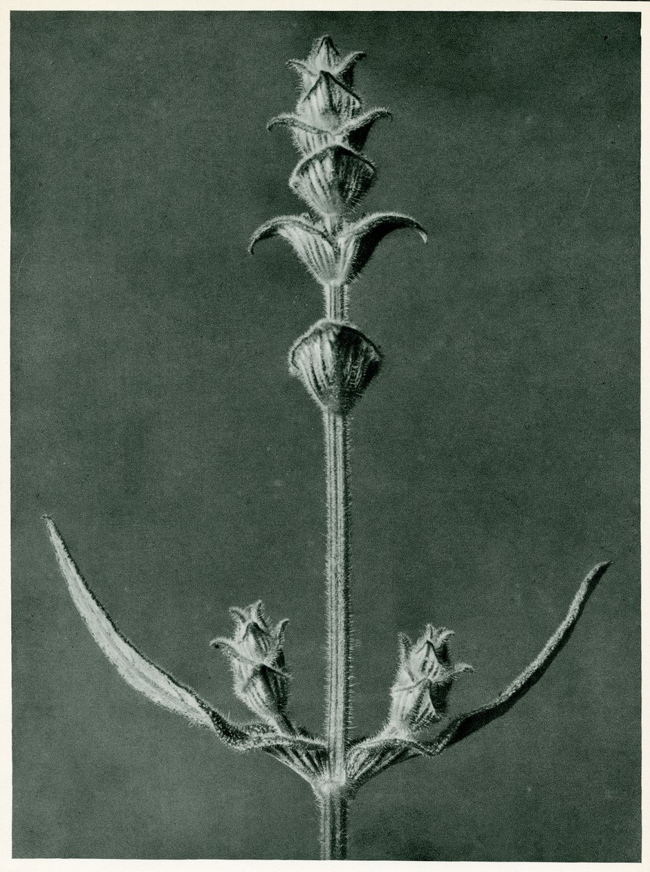 Szałwia, 1929 (fotograwiura) autorstwa Karl Blossfeldt