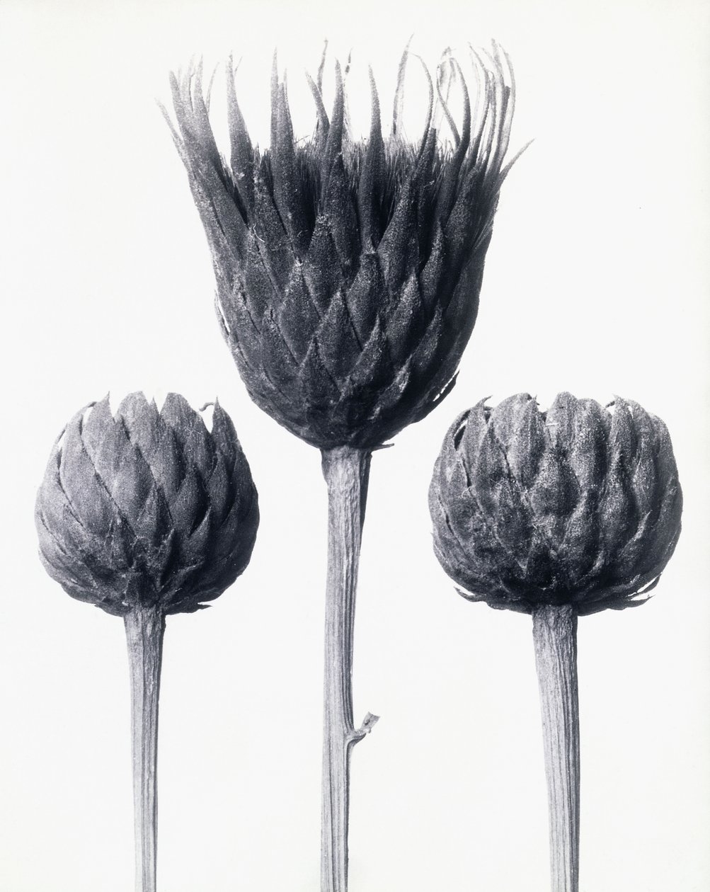 Serratula Nudicaulis (Twaróg zwyczajny bez łodygi), ok. 1928 (odbitka żelatynowo-srebrowa) autorstwa Karl Blossfeldt