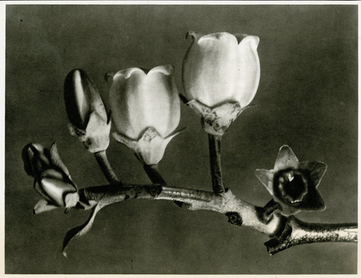 Vaccinium Corymbosum. 1929 (fotograwiura) autorstwa Karl Blossfeldt