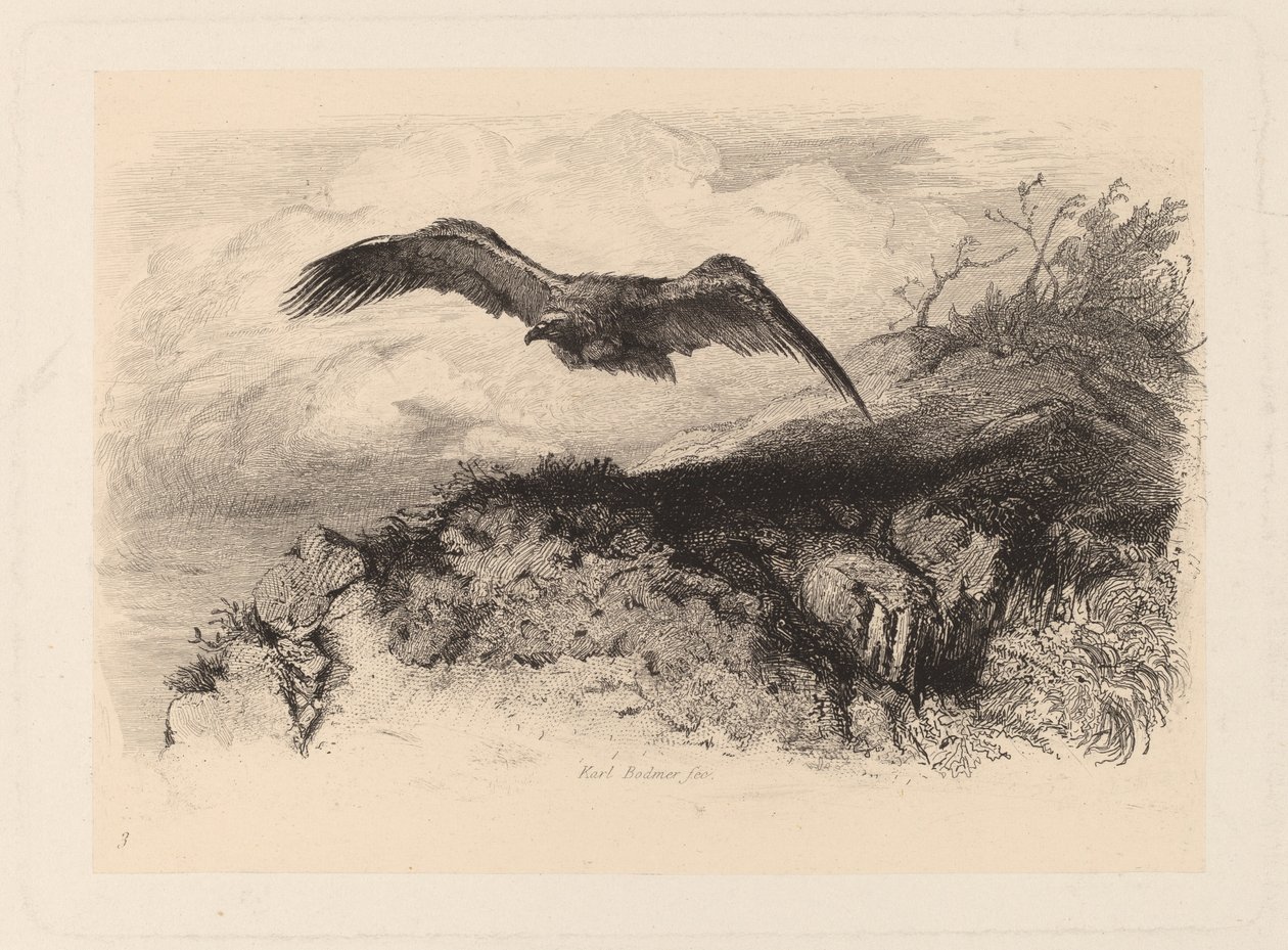 latający orzeł autorstwa Karl Bodmer