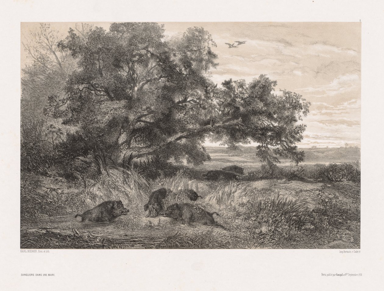 Zwierzęta i krajobraz po przyrodzie: Dzik w stawie, ok. 1930 r. 1850. autorstwa Karl Bodmer