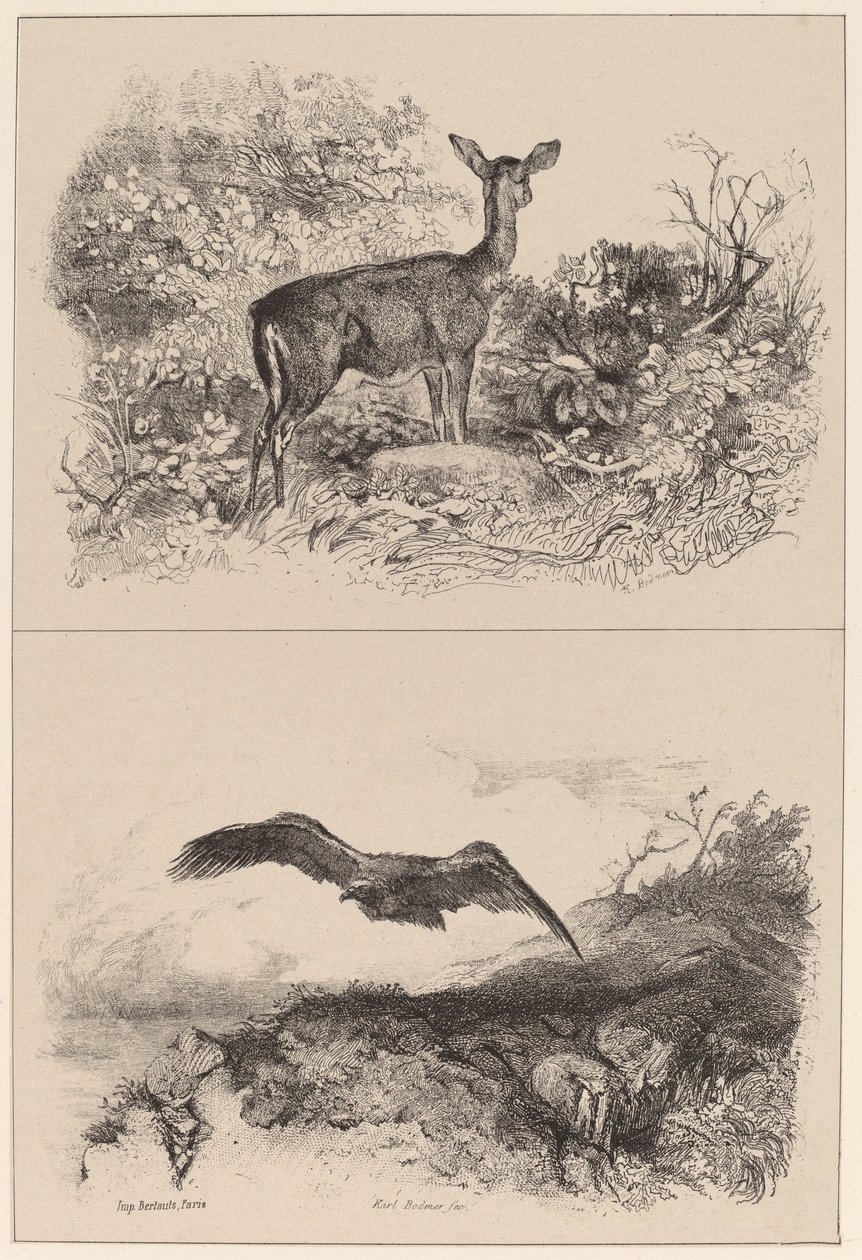 Łania, Orle autorstwa Karl Bodmer