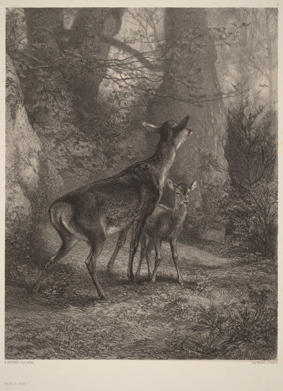 Łania i jelonek autorstwa Karl Bodmer