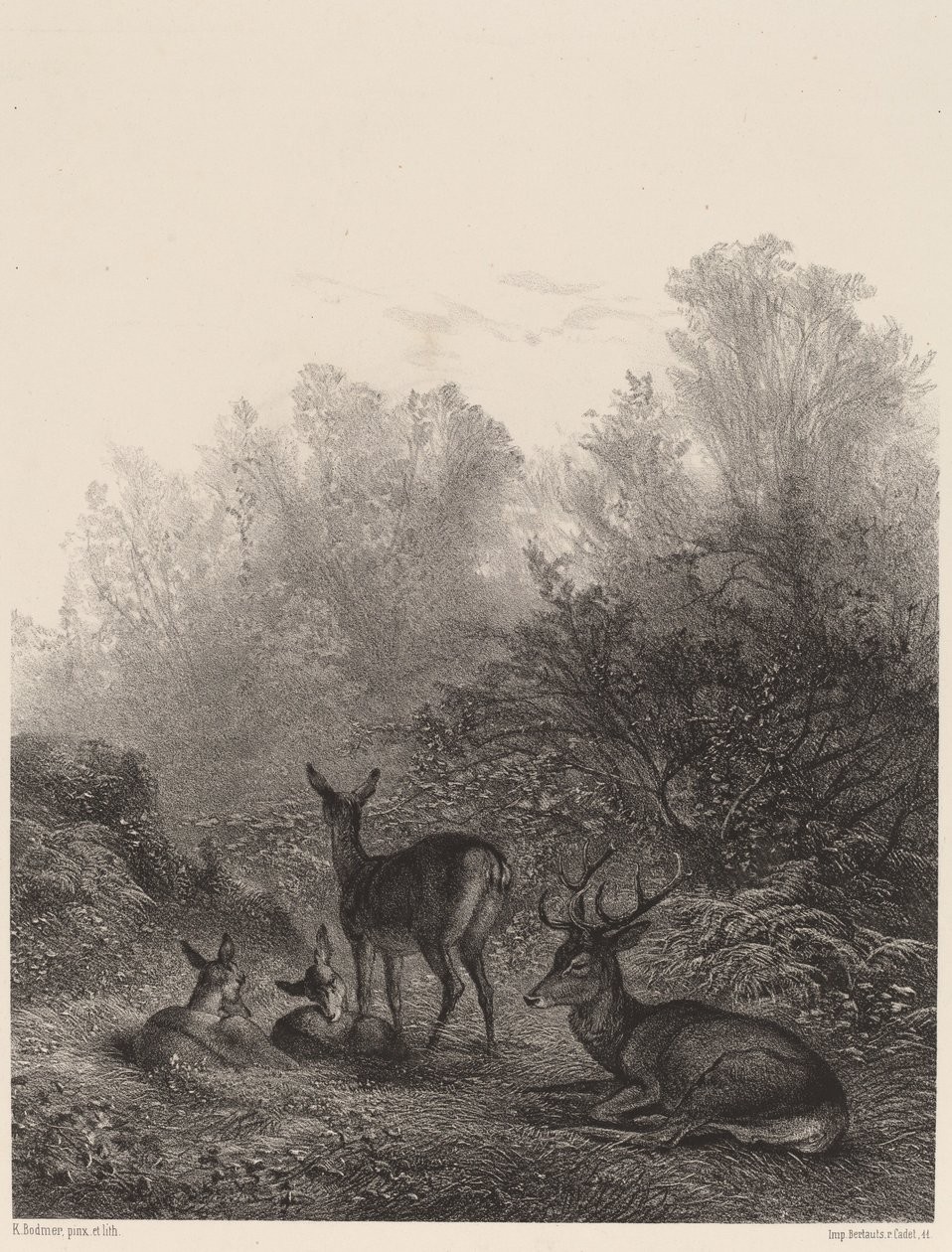 Jeleń odpoczywa autorstwa Karl Bodmer