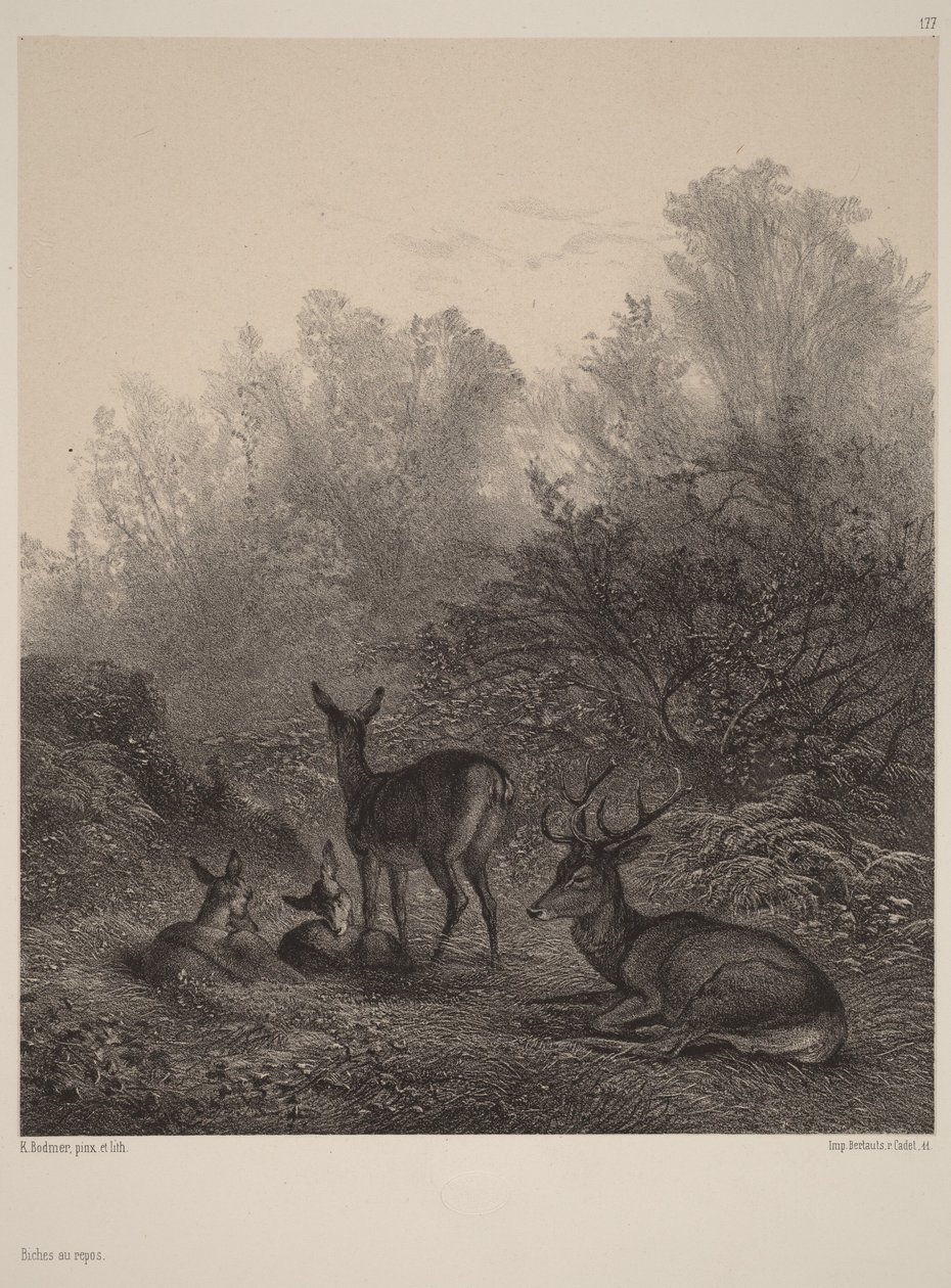 Łanie w spoczynku autorstwa Karl Bodmer