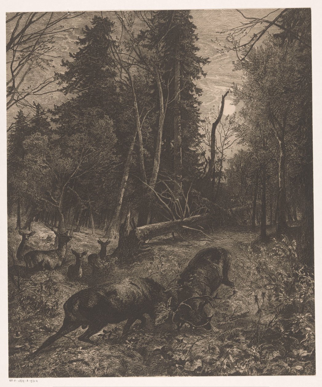 Widok na las z dwoma walczącymi jeleniami autorstwa Karl Bodmer