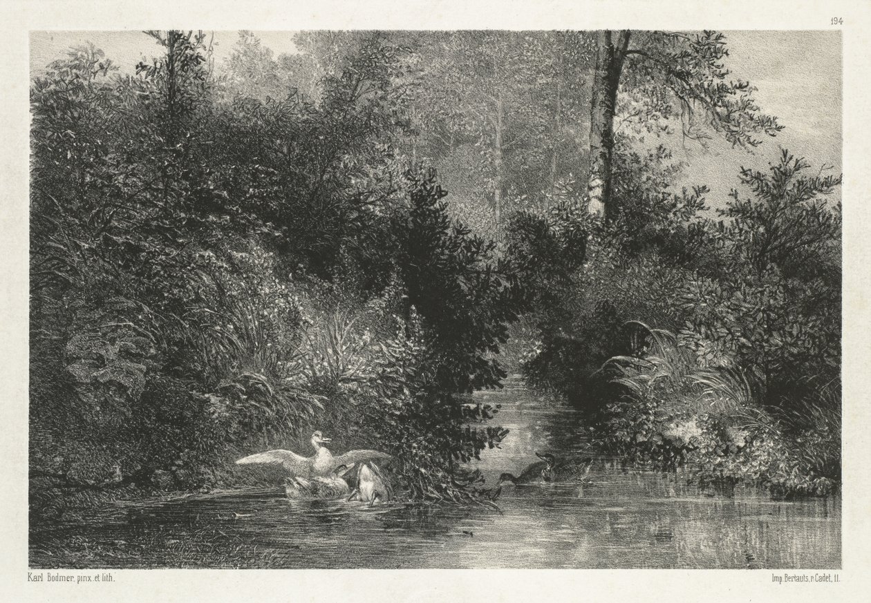 Kanardy (kaczki) autorstwa Karl Bodmer