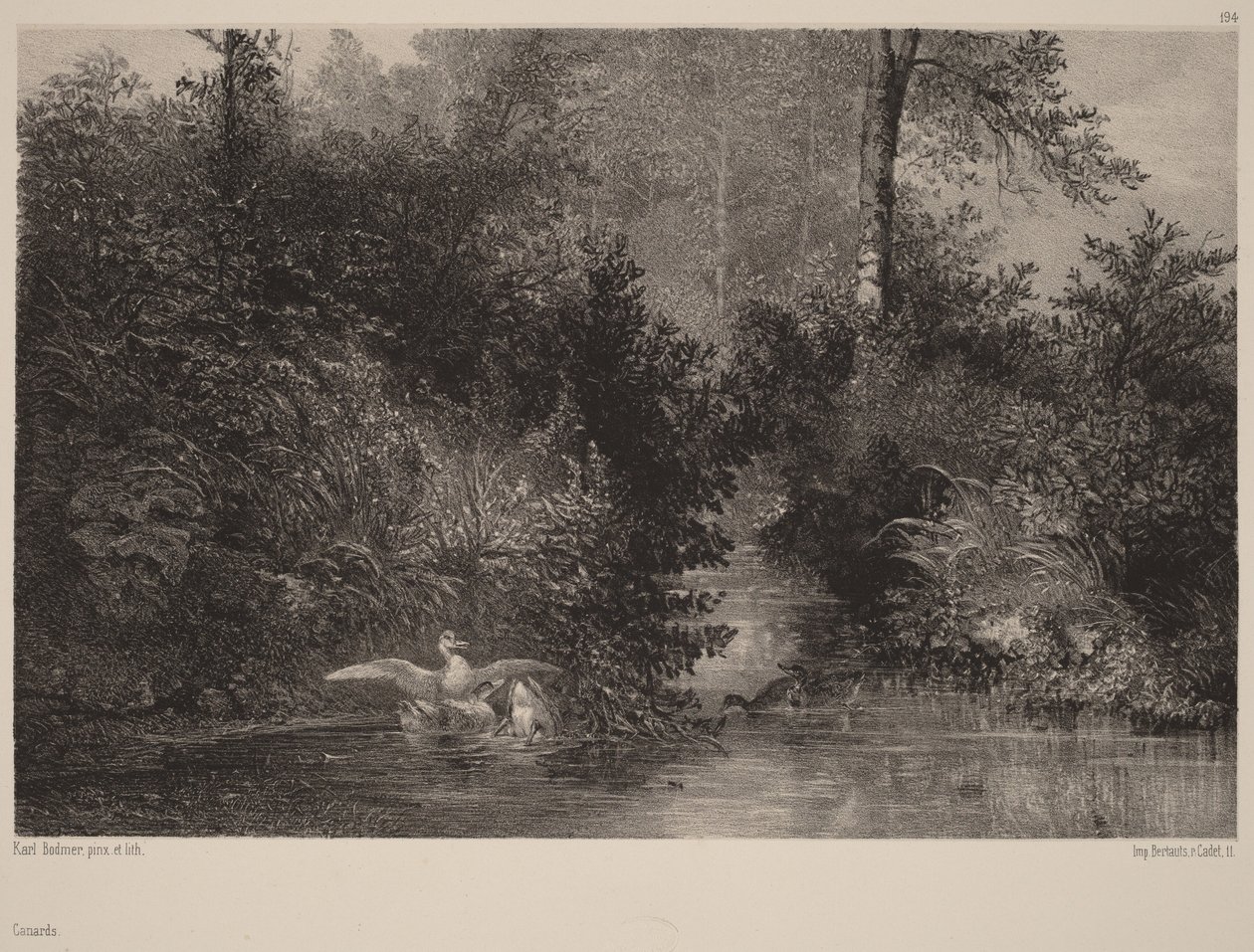 Kaczki autorstwa Karl Bodmer