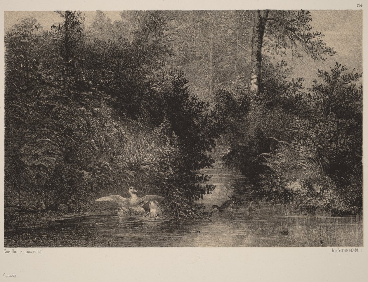 Kaczki autorstwa Karl Bodmer