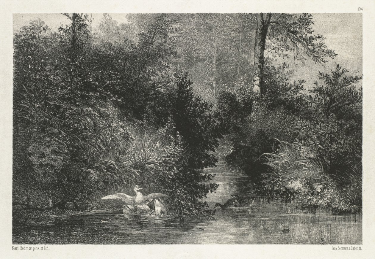 Kaczki Canards. autorstwa Karl Bodmer