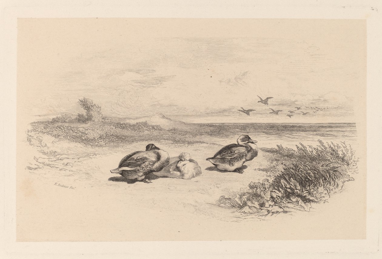 Dzikie Kaczki autorstwa Karl Bodmer