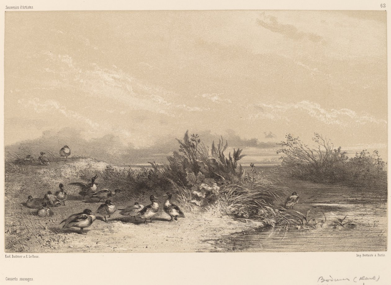 Dzikie Kaczki autorstwa Karl Bodmer