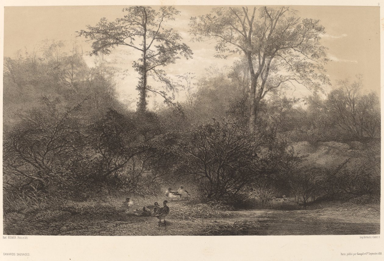 Dzikie Kaczki autorstwa Karl Bodmer