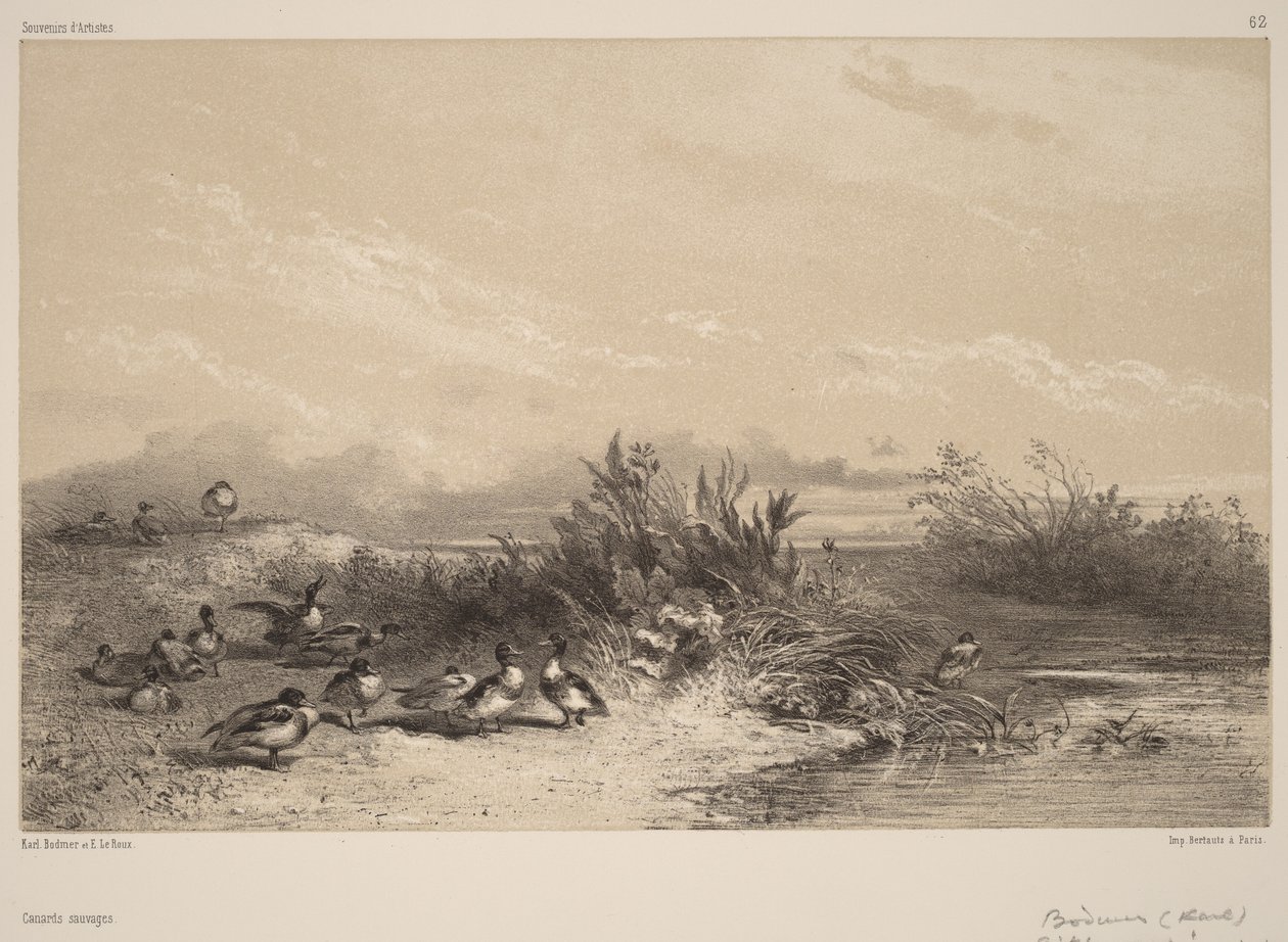 Dzikie kaczki autorstwa Karl Bodmer