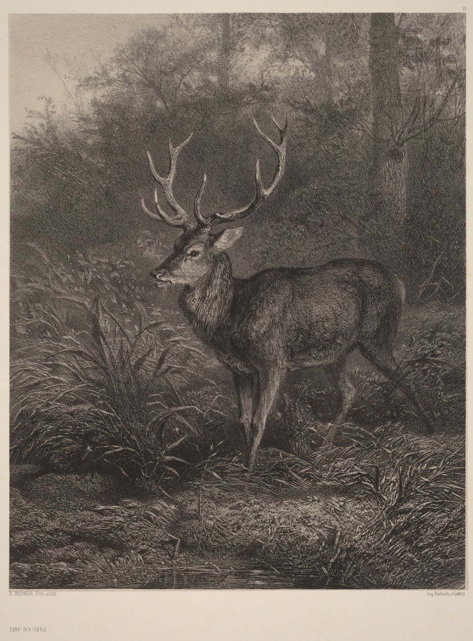 Jeleń dziesięciorogi autorstwa Karl Bodmer