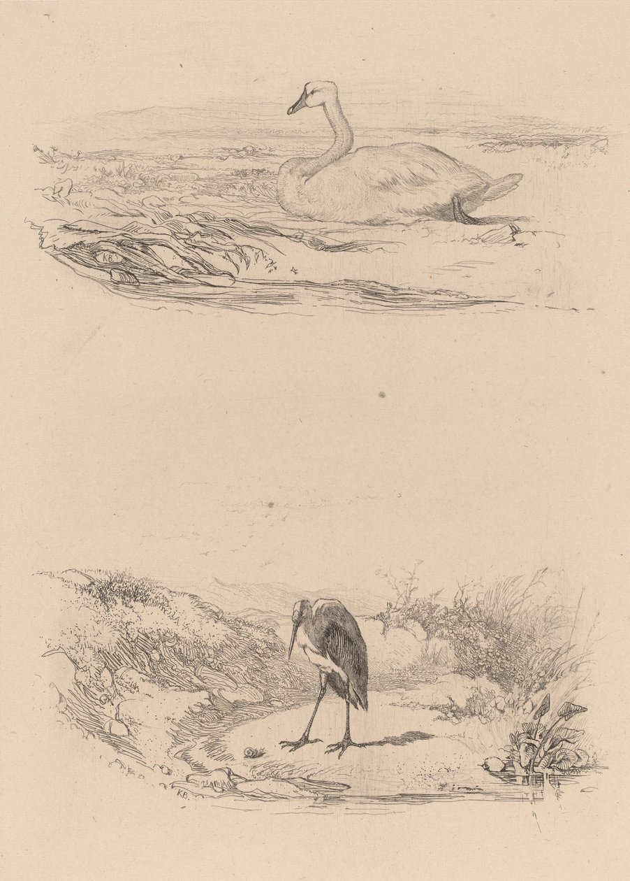 Łabędź, czapla. autorstwa Karl Bodmer