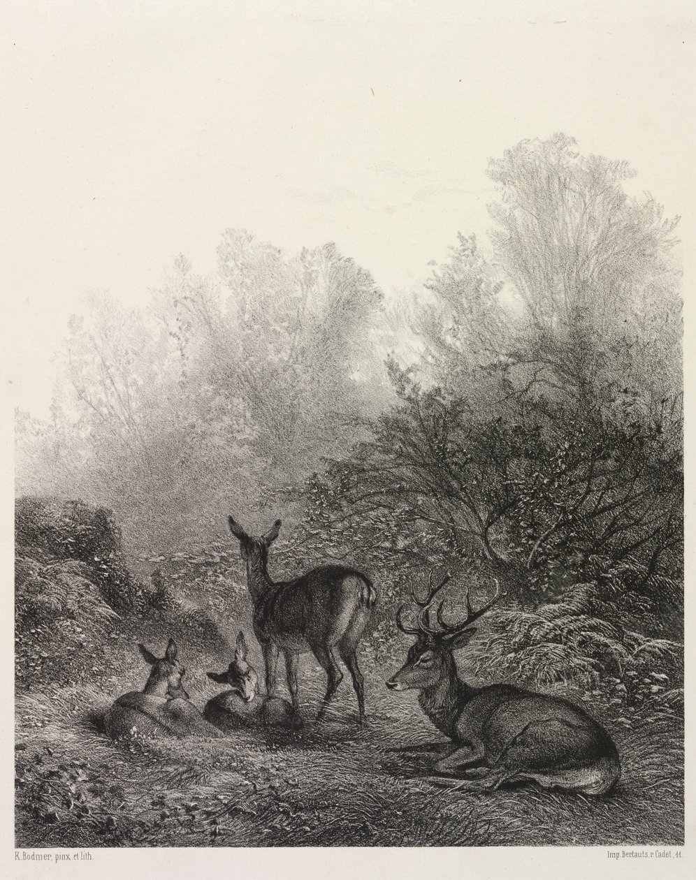 Jeleń w spoczynku autorstwa Karl Bodmer